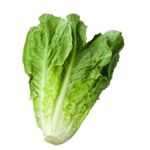 Lechuga Costina