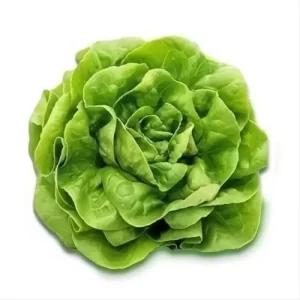 Lechuga Española